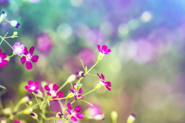 Güzel pembe çiçekli bahar arka plan