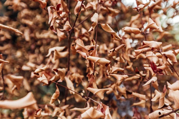 茶色の落とされた葉が地面に敷設 — ストック写真