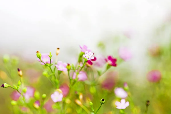 Spring Background Beautiful Pink Flowers — Stock Photo, Image