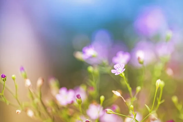 Spring Background Beautiful Pink Flowers — Stock Photo, Image