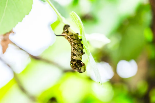 Caterpillar Swallowtail Com Fundo Verde — Fotografia de Stock