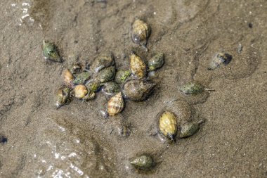 Besin zincirinde Don Hoi çok, Samut Songkhram il, Tayland, Hollanda beach