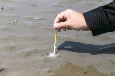 Nasıl jilet istiridye Don Hoi çok, Samut Songkhram il, Tayland, Hollanda plajda yakalamak için