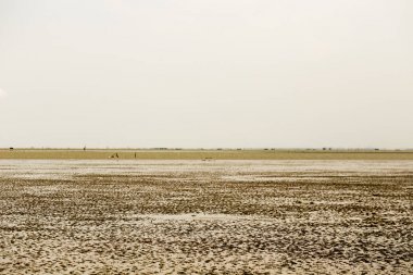 Don Hoi çok, Samut Songkhram il, Tayland, Hollanda beach