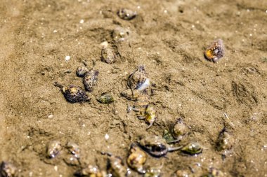 Besin zincirinde Don Hoi çok, Samut Songkhram il, Tayland, Hollanda beach