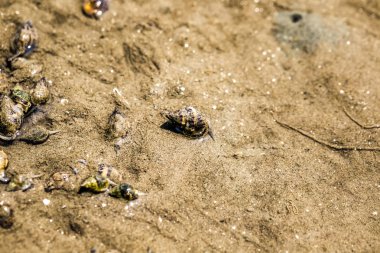 Besin zincirinde Don Hoi çok, Samut Songkhram il, Tayland, Hollanda beach