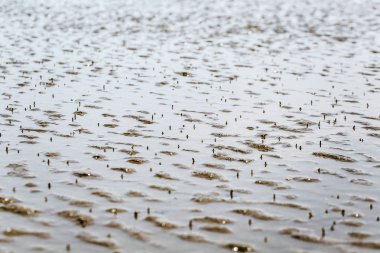 Don Hoi çok, Samut Songkhram il, Tayland, Hollanda beach