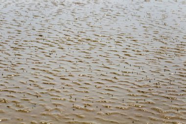 Don Hoi çok, Samut Songkhram il, Tayland, Hollanda beach