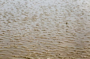 Don Hoi çok, Samut Songkhram il, Tayland, Hollanda beach