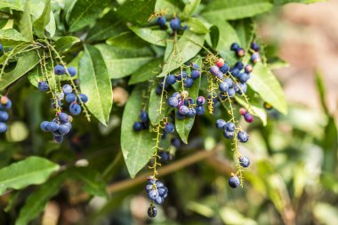 Luna Nut veya Chammaliangon kuru meyve bahçede güneşli bir günde şube