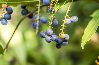 Luna Nut veya Chammaliangon kuru meyve bahçede güneşli bir günde şube