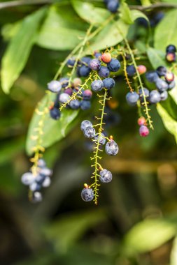 Luna Nut veya Chammaliangon kuru meyve bahçede güneşli bir günde şube