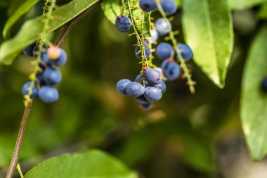 Luna Nut veya Chammaliangon kuru meyve bahçede güneşli bir günde şube