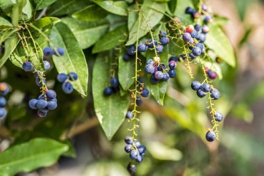 Luna Nut veya Chammaliangon kuru meyve bahçede güneşli bir günde şube