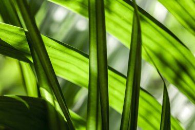 Mavi gökyüzünde yeşil yapraklar ve güneş