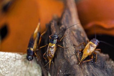 Saklandığı yerden kriket closeup
