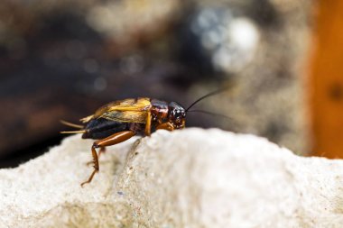 Saklandığı yerden kriket closeup