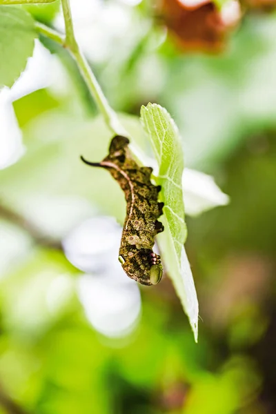 Caterpillar Cola Golondrina Con Fondo Verde —  Fotos de Stock