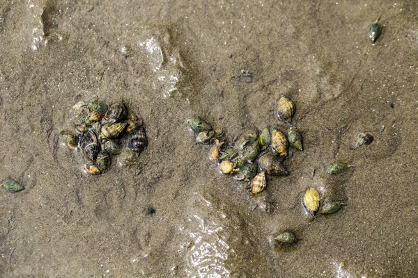 Food Chain on Dutch beach at Don Hoi Lot,Samut Songkhram Province,Thailand