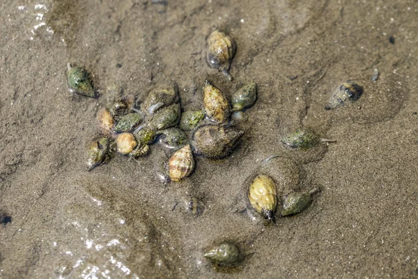 Besin zincirinde Don Hoi çok, Samut Songkhram il, Tayland, Hollanda beach