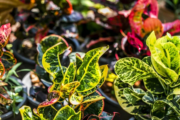 Renkli Bahçe Croton Yaprakları Codiaeum Varegatum — Stok fotoğraf