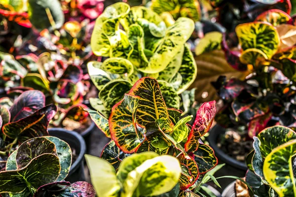 Renkli Bahçe Croton Yaprakları Codiaeum Varegatum — Stok fotoğraf