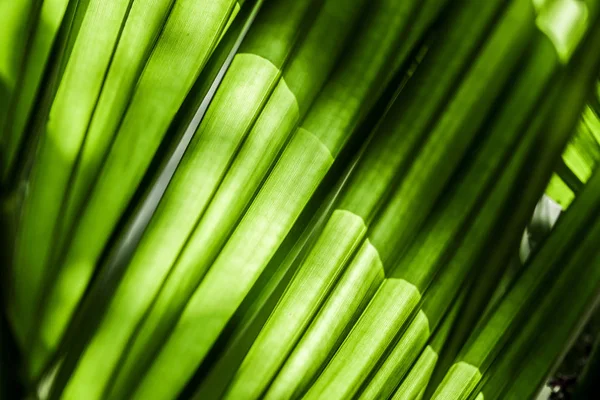 Mavi gökyüzünde yeşil yapraklar ve güneş