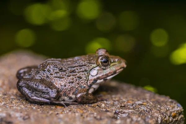 カエルは食べ物として食べるために昆虫をキャッチするのを待ちます — ストック写真