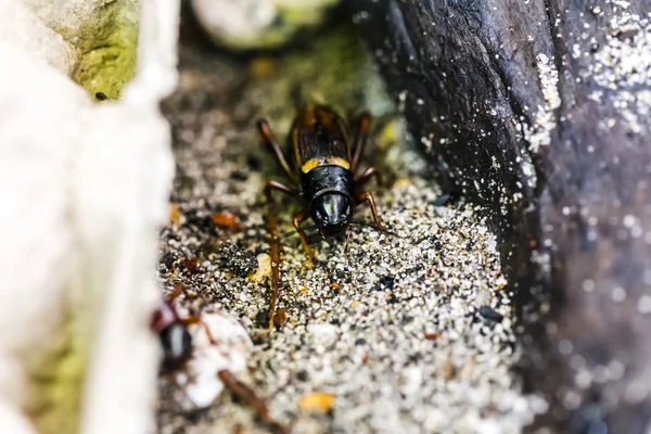 Großaufnahme Von Cricket Versteck — Stockfoto