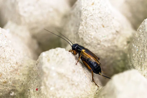 Saklandığı yerden kriket closeup