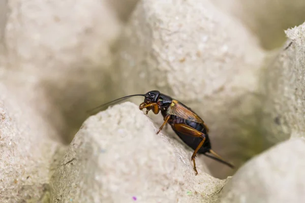 Closeup Cricket Hiding Place — Stock Photo, Image