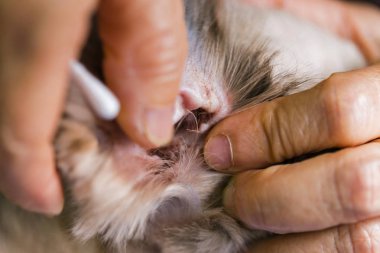 Köpeğin kulak temizliğine el