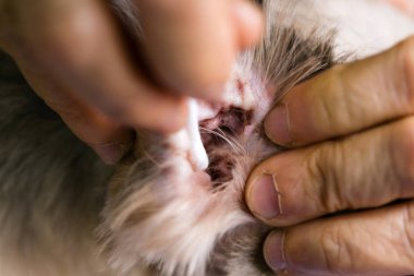 Köpeğin kulak temizliğine el