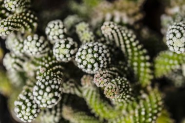 çeşitli taze yeşil kaktüs bitkileri arka plan