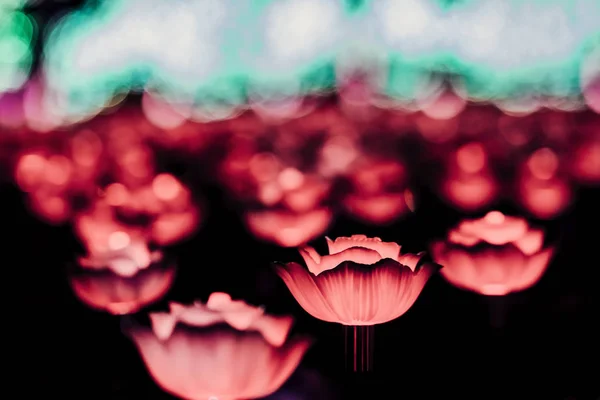Квіткові Ліхтарі Полі Вночі — стокове фото