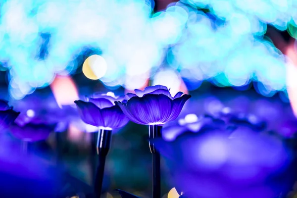Lanterne Fiori Sul Campo Notte — Foto Stock
