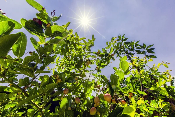 Groene Bladeren Zon Blauwe Lucht — Stockfoto