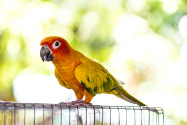 Papağan kafesine tırmanıyor.