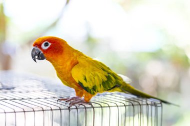 Papağan kafesine tırmanıyor.