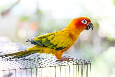 Papağan kafesine tırmanıyor.