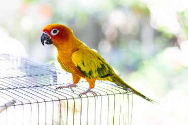 Papağan kafesine tırmanıyor.