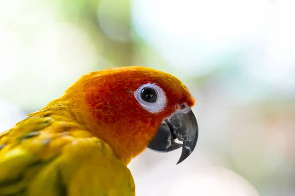 Papagaio Sobe Sua Gaiola — Fotografia de Stock