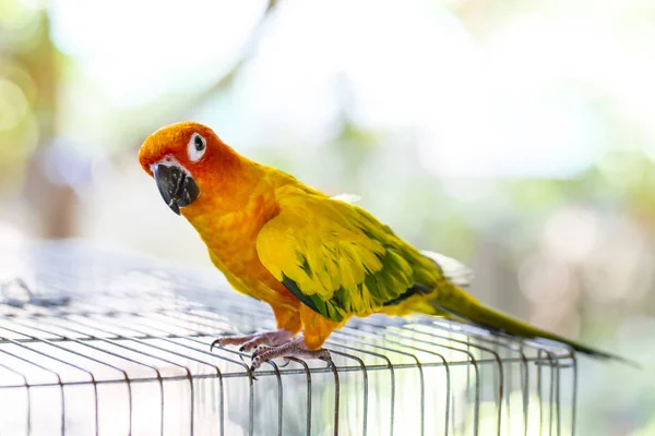 Parrot Climbs Its Cage — Stock Photo, Image