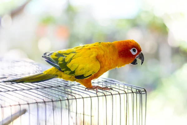 Papagaio Sobe Sua Gaiola — Fotografia de Stock