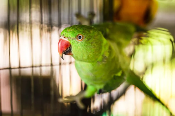 Papagaio Sobe Sua Gaiola — Fotografia de Stock