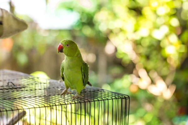 Papagaio Sobe Sua Gaiola — Fotografia de Stock
