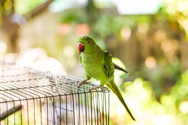 Papagei Klettert Auf Seinen Käfig — Stockfoto