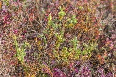 Doğada Seablite (Suaeda Maritima) büyüme renkli