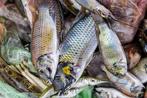 Fish Small Local Food Villager Thailand — Stock Photo, Image