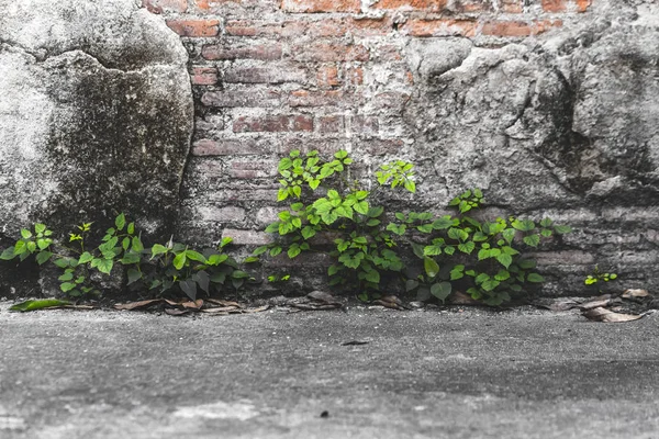 Cracked Concrete Vintage Brick Wall Background — Stock Photo, Image